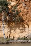 tree on the murray river