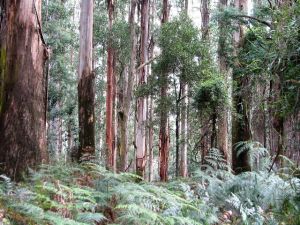 grants picnic ground