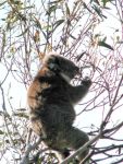 Koala at Camels Hump, Mt Macedon
