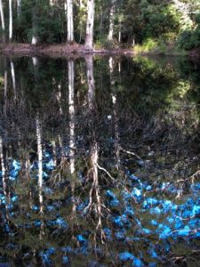 Sanatorium Lake, Mt Macedon