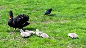 Cygnets, Lake Wendouree