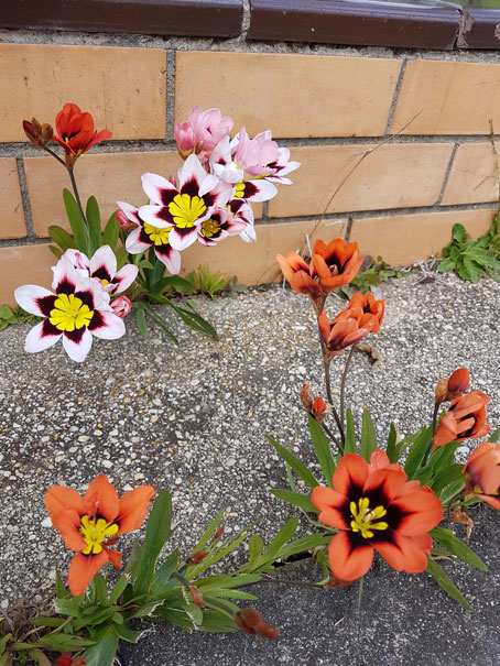 Flowers in the footpath